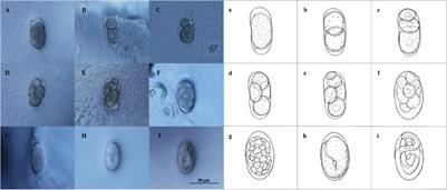 The Life Cycle of the Bacterial-Feeding Nematode Diplolaimella stagnosa and Its Population Growth in Response to Temperature and Food Availability